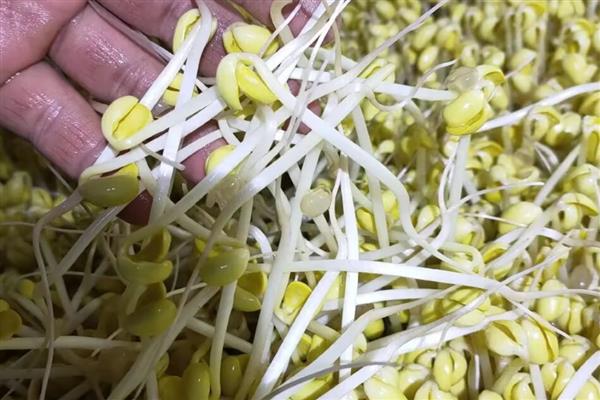 哪种豆可以长出豆芽，传统豆芽是从大豆中长出