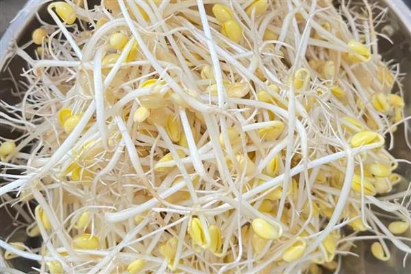 哪种豆可以长出豆芽，传统豆芽是从大豆中长出