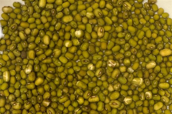 哪种豆可以长出豆芽，传统豆芽是从大豆中长出