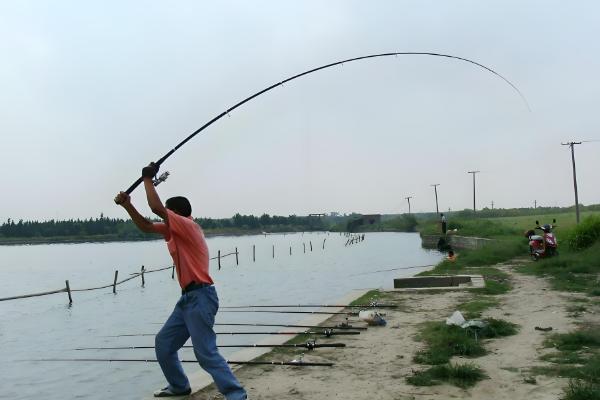钓青鱼如何用螺蛳打窝,可将螺蛳与窝料一起抛投至钓点