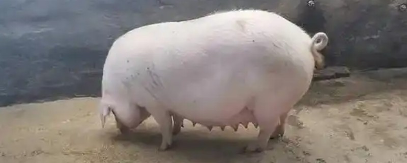 母猪难产如何助产，采取驱赶、按摩、药物催产等方法有助于分娩