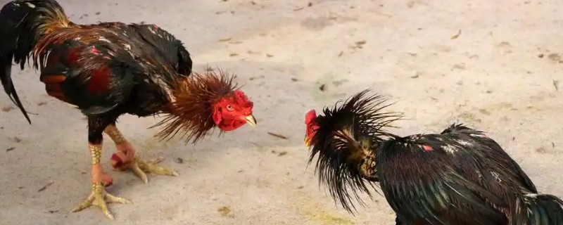 斗鸡打架前十天如何调教，一定要训练耐力