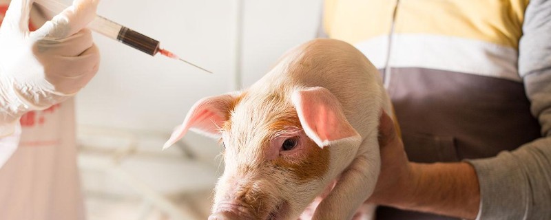 给猪打针的位置,肌注一般在臀部或颈部