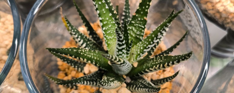 芦荟干瘪后如何急救，需及时增加水分