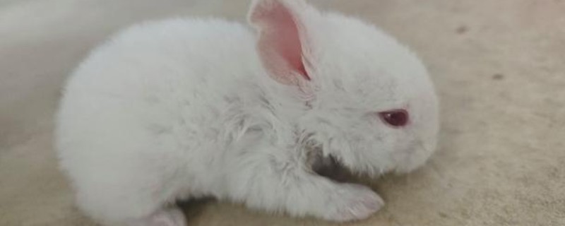 给长毛兔拔毛要注意什么，天气炎热时不能拔毛
