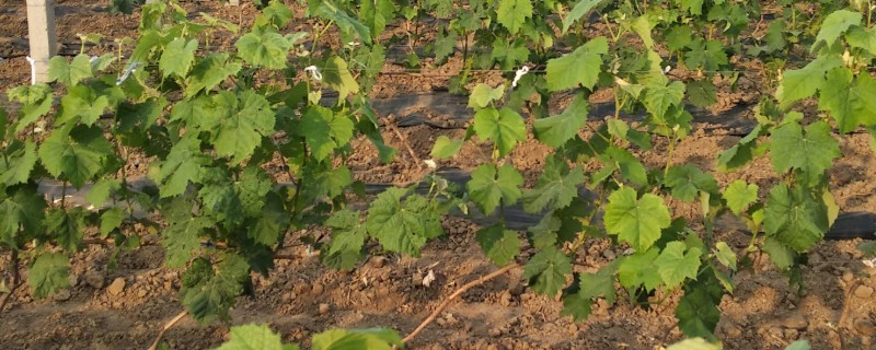 葡萄10年苗是不是淘汰苗，不是淘汰苗