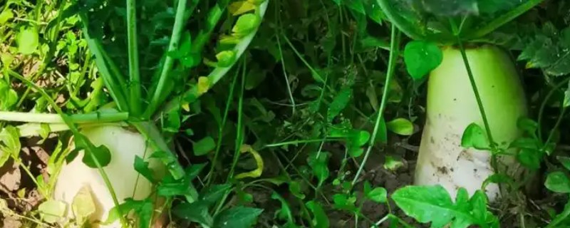 萝卜叶子发黄枯萎的原因,可能是缺乏养分所致