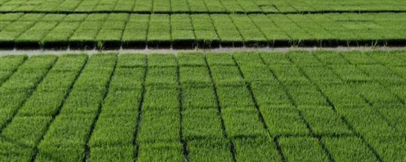 秧盘怎样育水稻秧苗，播种之前将种子晾晒1-2天