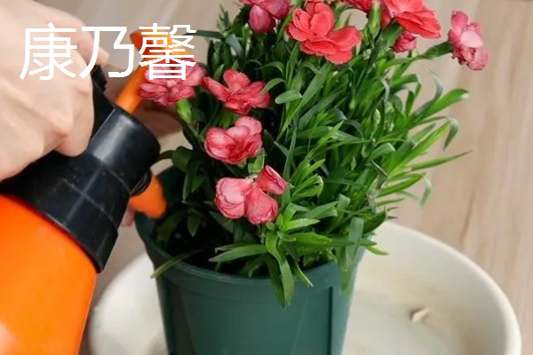 看病号适合赠送什么花卉,红色康乃馨、万寿菊等品种都可以选择