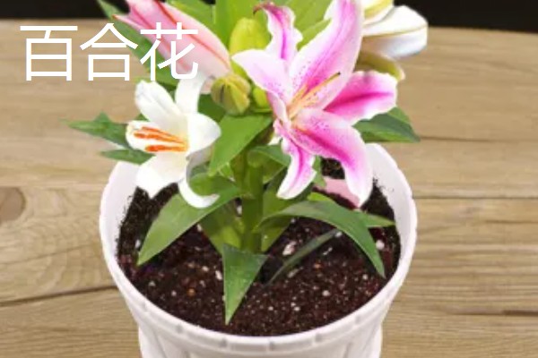 看病号适合赠送什么花卉,红色康乃馨、万寿菊等品种都可以选择