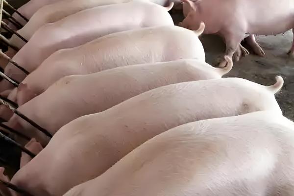 一头猪的屠宰率，一般能达到72-80%左右