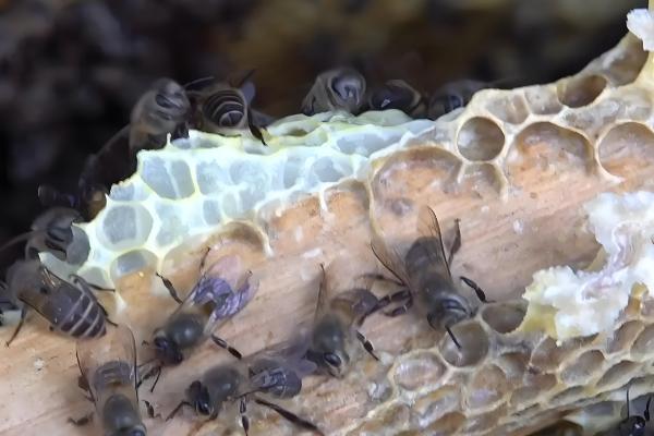 怎么饲喂越冬蜂群，先对强群补助饲喂再抽调蜜脾补充到弱群中