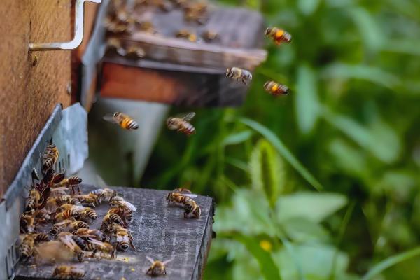 怎么饲喂越冬蜂群，先对强群补助饲喂再抽调蜜脾补充到弱群中
