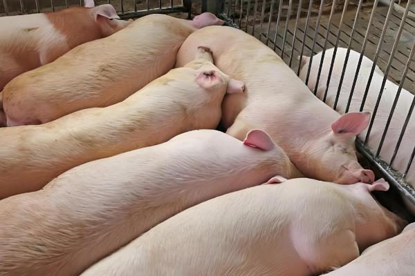 一头猪的屠宰率，一般能达到72-80%左右