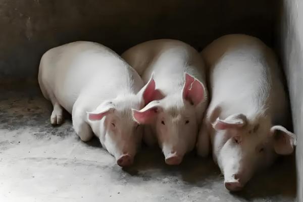 一头猪的屠宰率，一般能达到72-80%左右