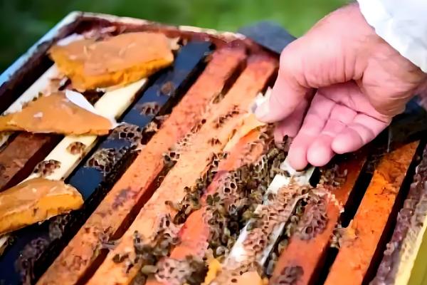 怎么饲喂越冬蜂群，先对强群补助饲喂再抽调蜜脾补充到弱群中