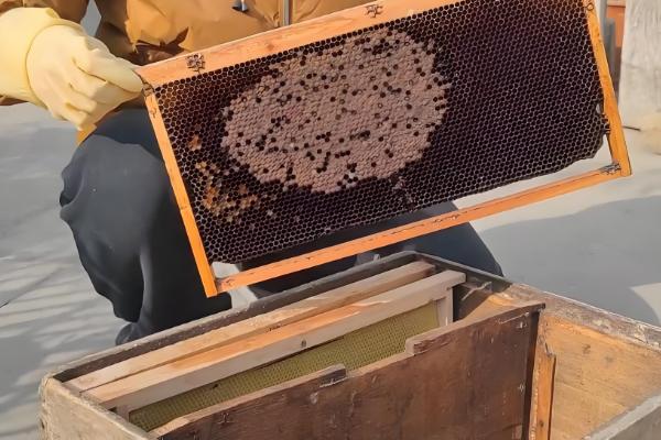 怎么饲喂越冬蜂群，先对强群补助饲喂再抽调蜜脾补充到弱群中