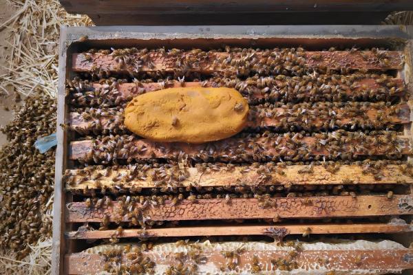 怎么饲喂越冬蜂群，先对强群补助饲喂再抽调蜜脾补充到弱群中