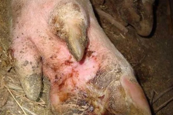 猪口蹄疫的发生原因,饲喂带有病菌的泔水会发病