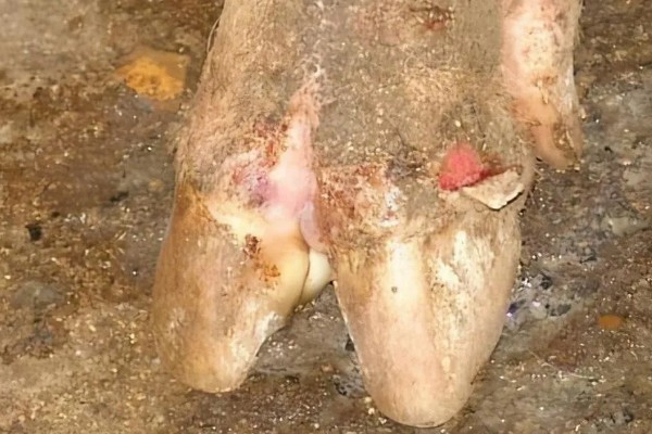 猪口蹄疫的发生原因,饲喂带有病菌的泔水会发病