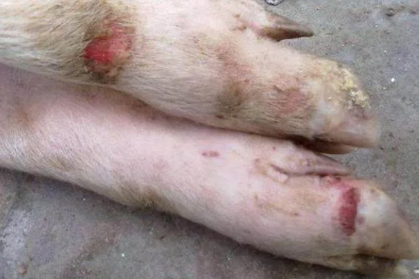 猪口蹄疫的发生原因,饲喂带有病菌的泔水会发病