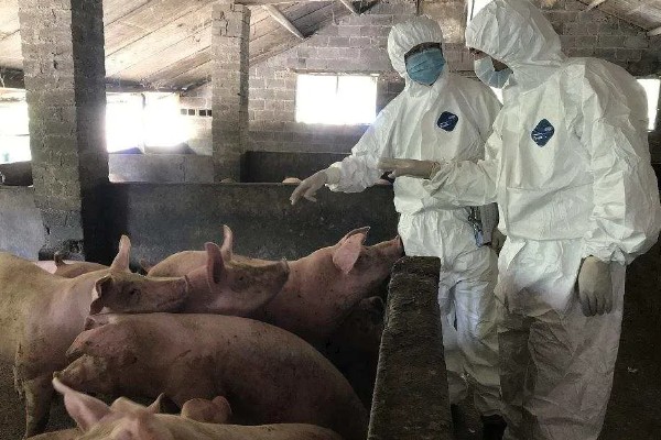 猪口蹄疫的发生原因,饲喂带有病菌的泔水会发病