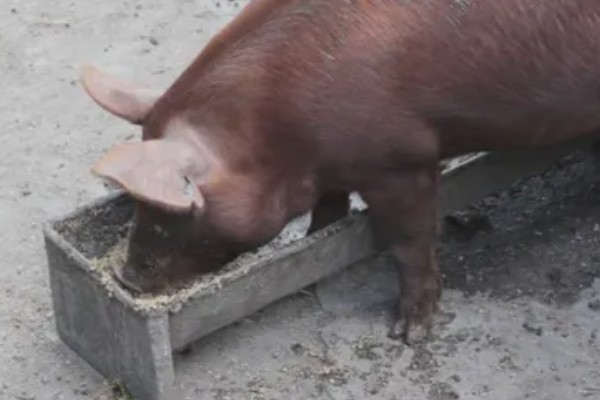 猪口蹄疫的发生原因,饲喂带有病菌的泔水会发病