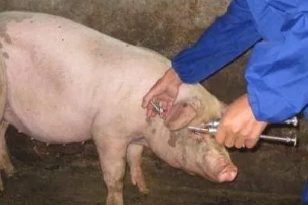 猪口蹄疫的发生原因,饲喂带有病菌的泔水会发病