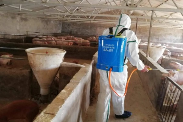 猪口蹄疫的发生原因,饲喂带有病菌的泔水会发病