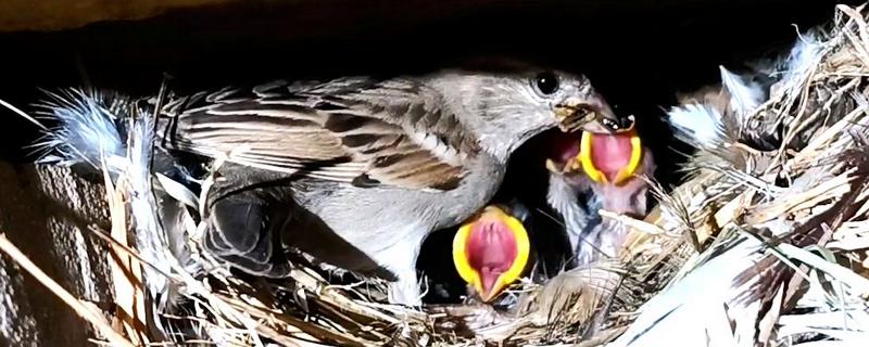小麻雀的进食量,幼鸟每2-3小时饲喂一次