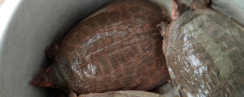 珍珠鳖与中华鳖有什么区别，体型、外形、生长速度都不同