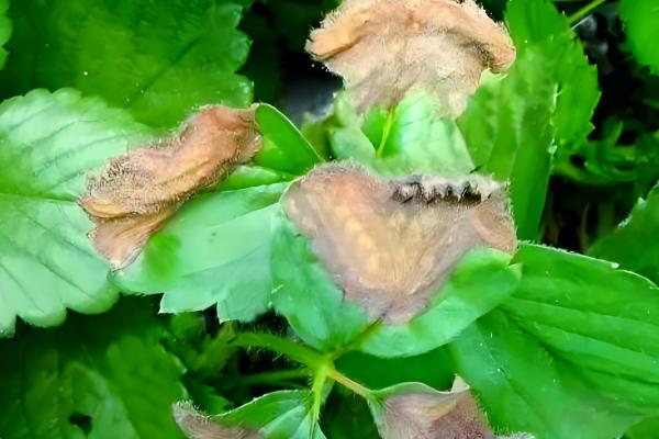 草莓灰霉病用什么药，可以用异菌脲、菌核净等
