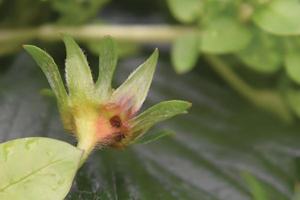 草莓灰霉病用什么药，可以用异菌脲、菌核净等