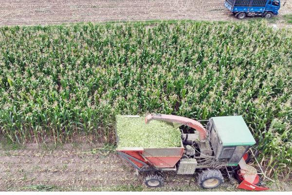 全株青储玉米的亩产量,常规品种能达到6-7.5吨左右