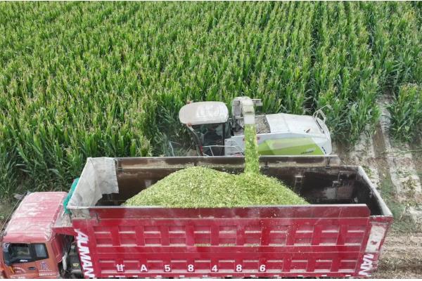 全株青储玉米的亩产量,常规品种能达到6-7.5吨左右