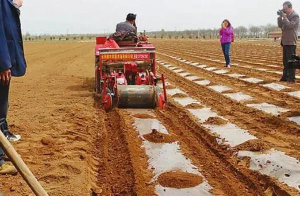 全株青储玉米的亩产量,常规品种能达到6-7.5吨左右