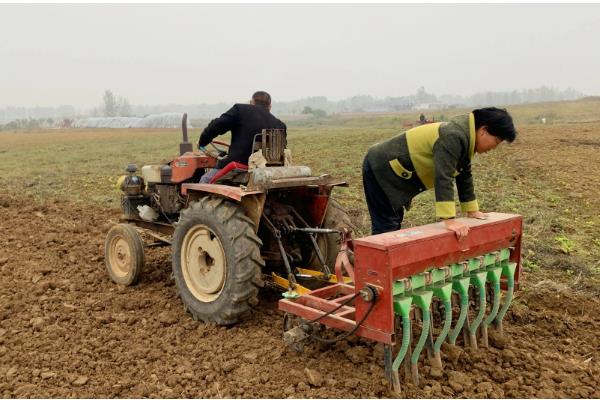 全株青储玉米的亩产量,常规品种能达到6-7.5吨左右