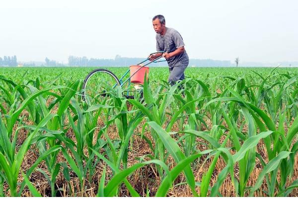 全株青储玉米的亩产量,常规品种能达到6-7.5吨左右