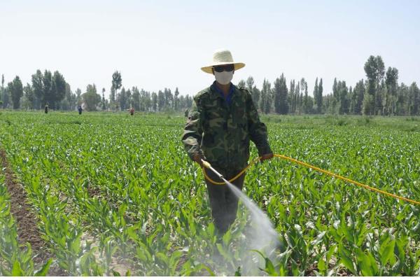 全株青储玉米的亩产量,常规品种能达到6-7.5吨左右