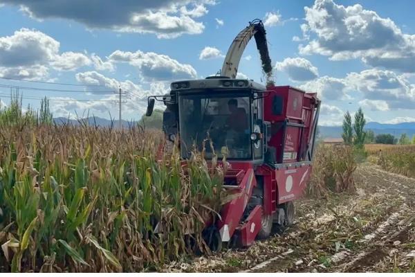 全株青储玉米的亩产量,常规品种能达到6-7.5吨左右