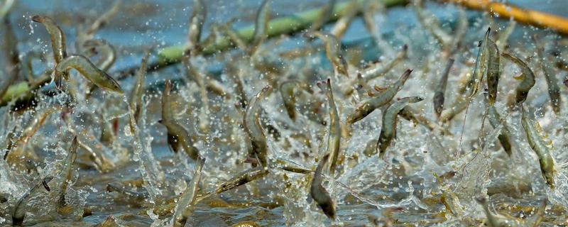 养虾的注意事项，根据技术条件合理放养虾苗