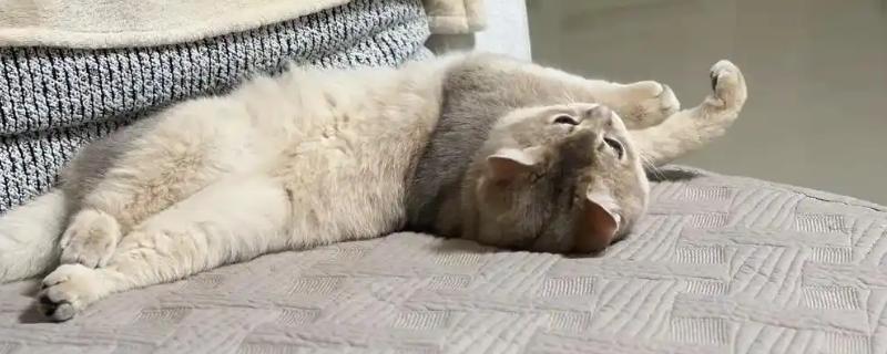 猫为何会睁着眼睛睡觉，可能是没有安全感、患有眼部疾病等因素所致