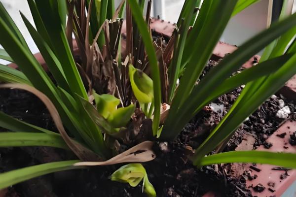 11月份兰花可以移盆吗，11月份可以移盆