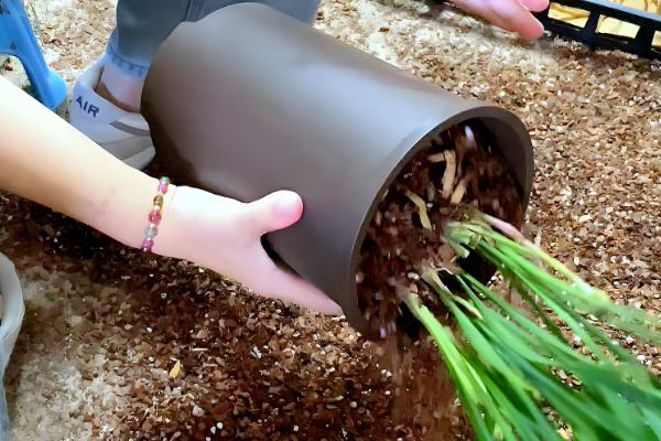 11月份兰花可以移盆吗，11月份可以移盆