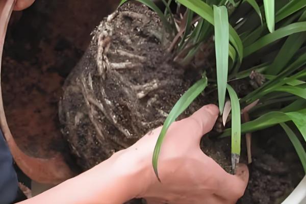 11月份兰花可以移盆吗，11月份可以移盆