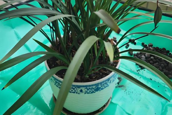 11月份兰花可以移盆吗，11月份可以移盆