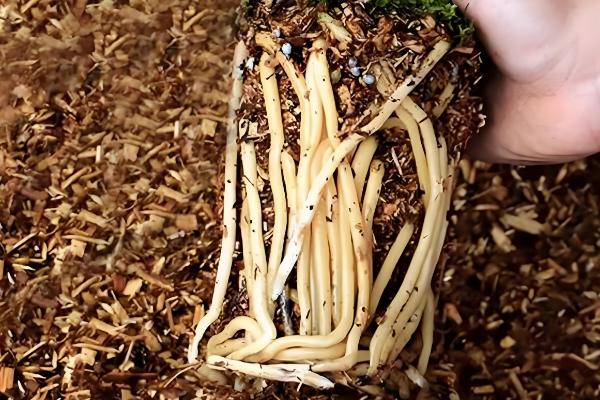 11月份兰花可以移盆吗，11月份可以移盆