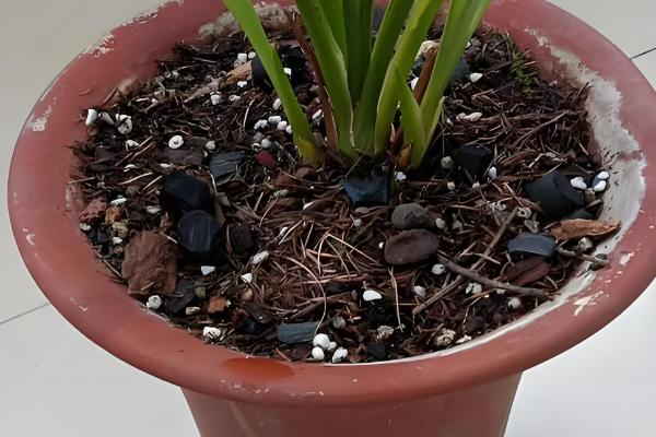 11月份兰花可以移盆吗，11月份可以移盆