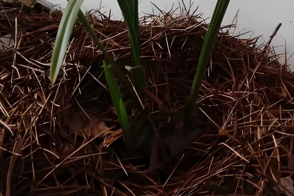 11月份兰花可以移盆吗，11月份可以移盆