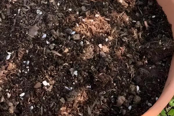 11月份兰花可以移盆吗，11月份可以移盆